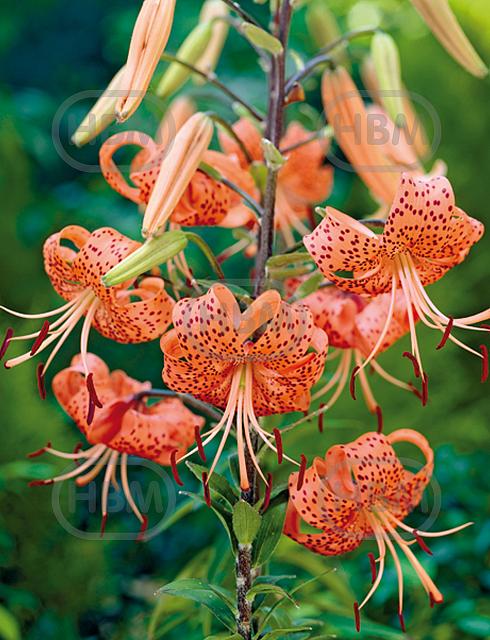 Specie Splendens