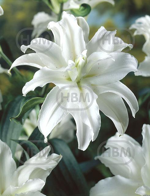 Oriental Polar Star