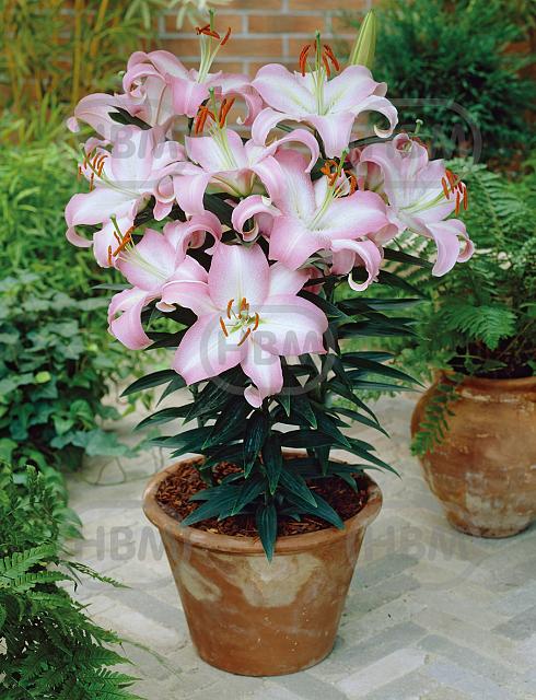 Oriental Van Veen