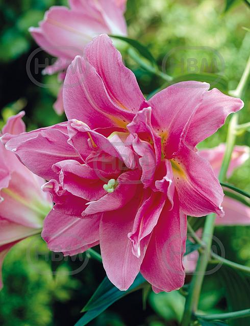 Oriental Double Surprise
