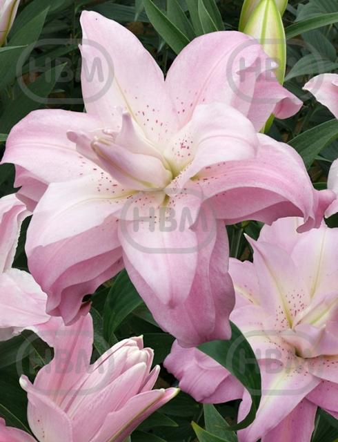 Oriental Lotus Queen