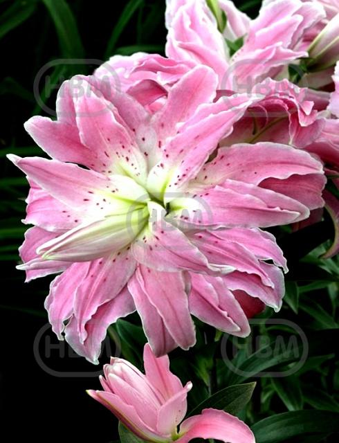 Oriental (double) Lotus Elegance