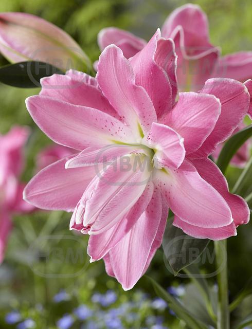 Oriental (double) Lotus Wonder