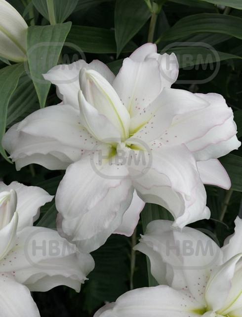 Oriental Lotus Beauty