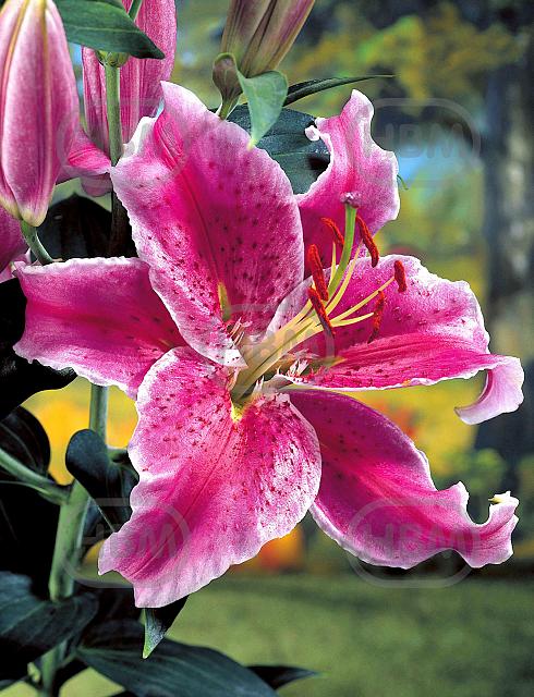 Oriental Stargazer