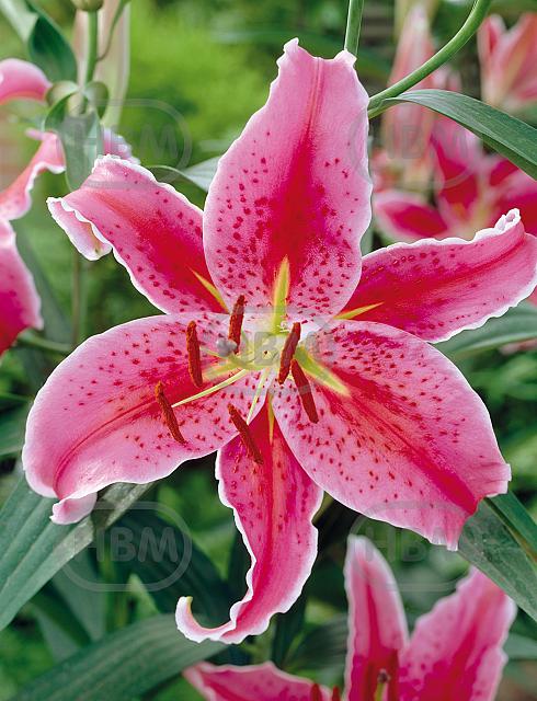 Oriental Mero Star