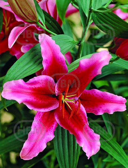 Oriental Rio Negro