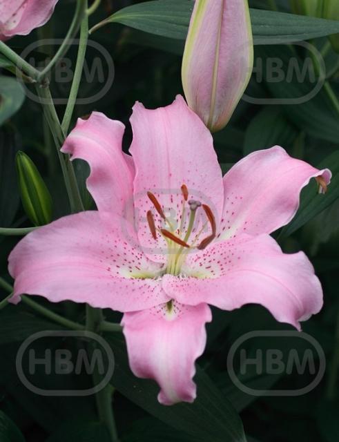 Oriental Josephine