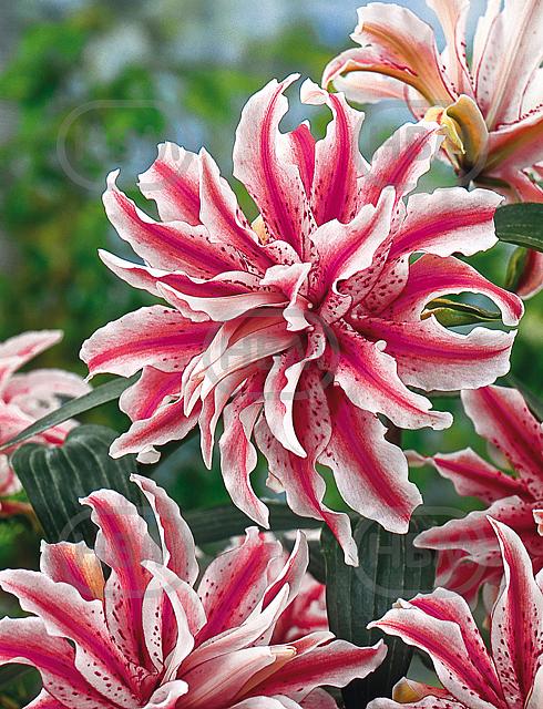 Oriental Magic Star