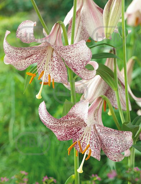 Longiflorum Lankon