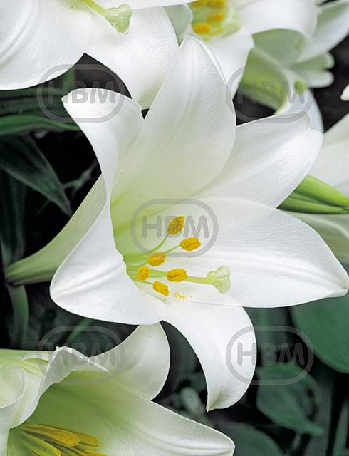 Longiflorum White Heaven