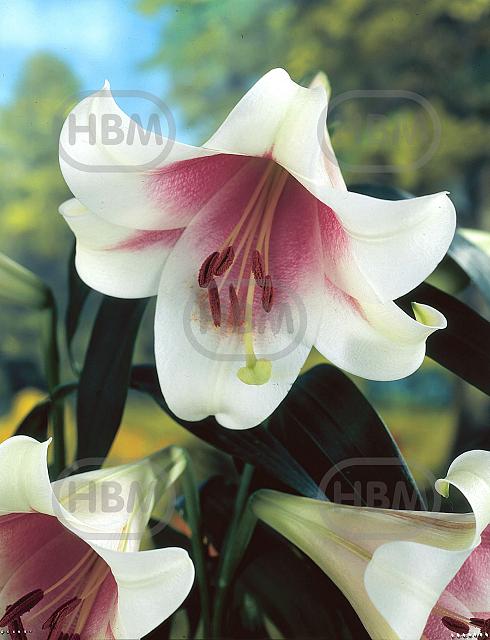 L.O. Triumphator