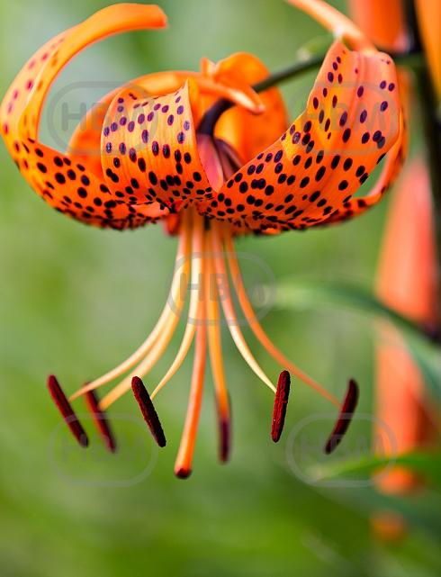 Specie Lancifolium
