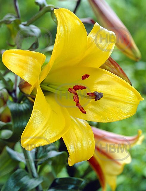 Trumpet Yellow