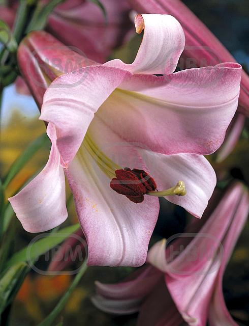 Trumpet Pink Perfection