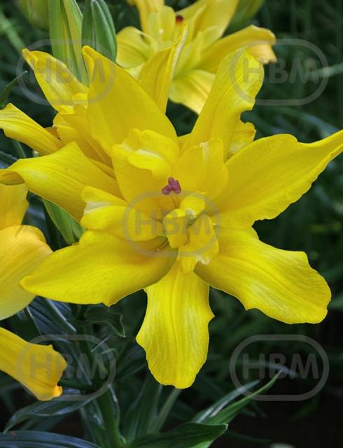 Asiatic Double Tomos®