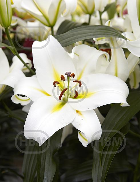 O.T. Cocossa