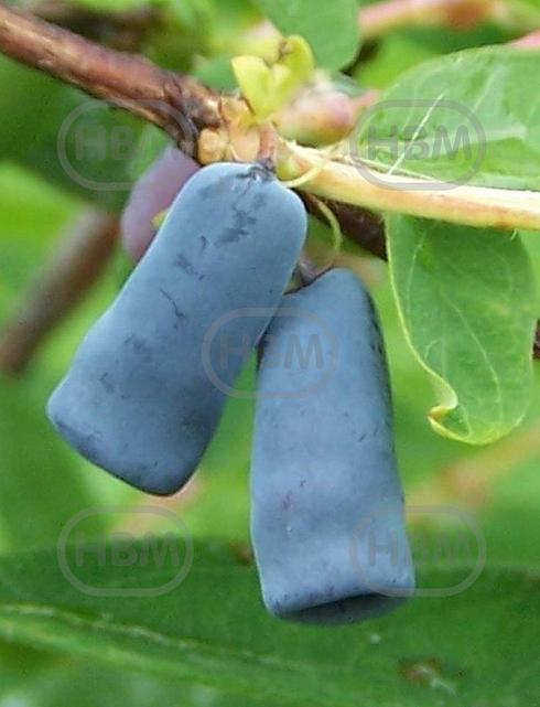 Caerulea Amur