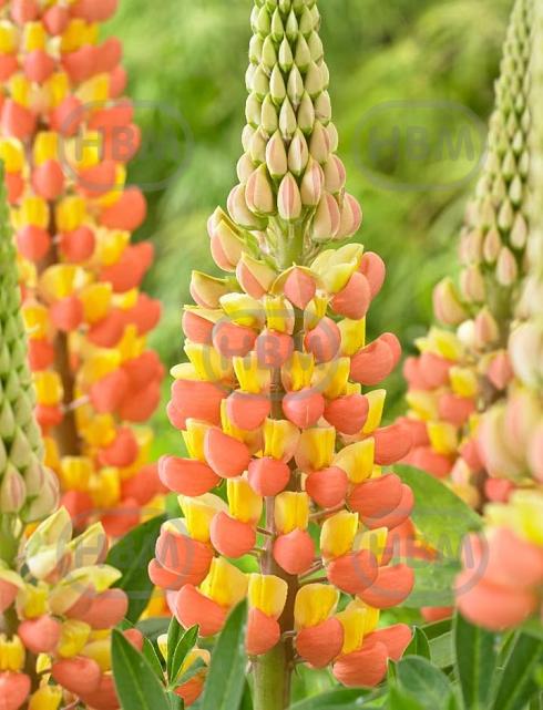 Apricot Yellow