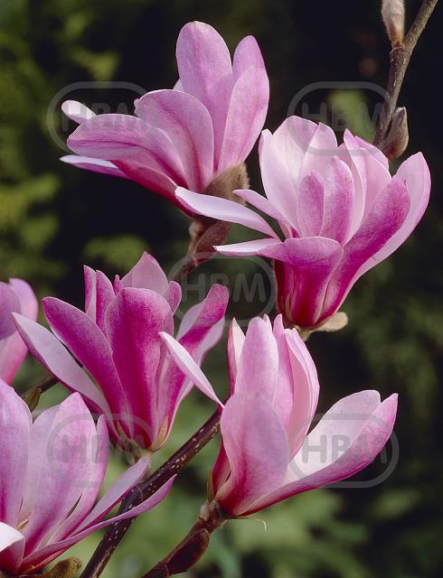 X Loebneri Leonard Messel