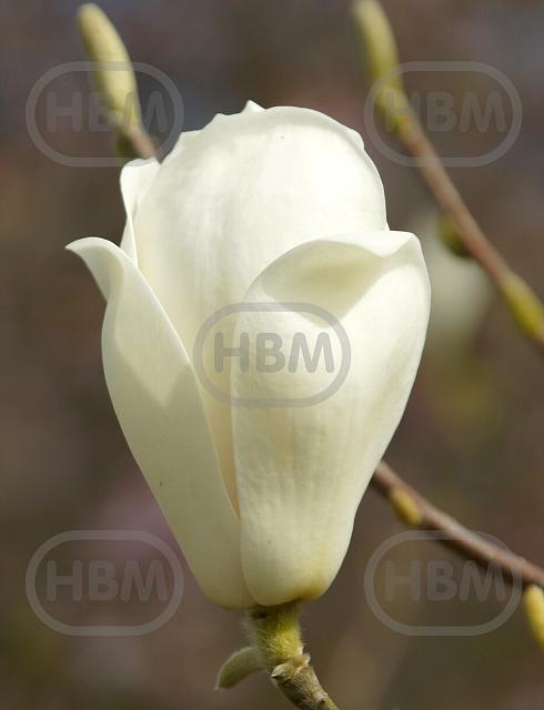 X Soulangeana Alba Superba