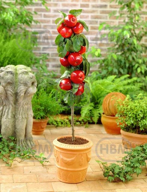 Braeburn Red