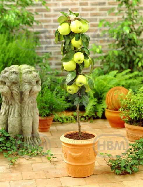 Golden Delicious Yellow-Green