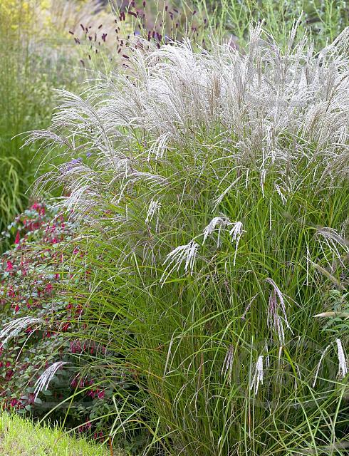 Sinensis Kleine Fontäne