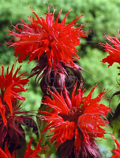 Monarda Cambridge Scarlet