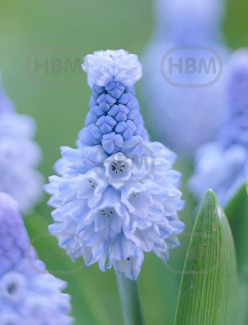 Azureum