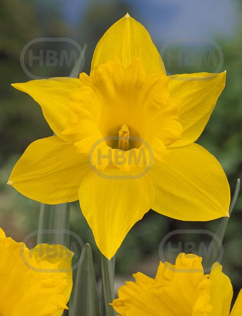 Trumpet Golden Harvest
