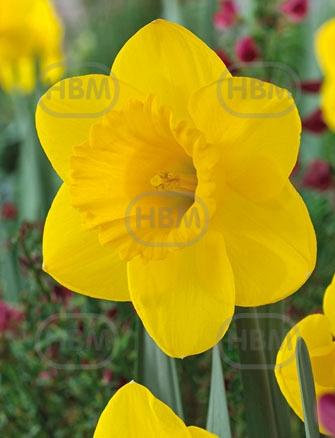 Large-Cupped Park Sun