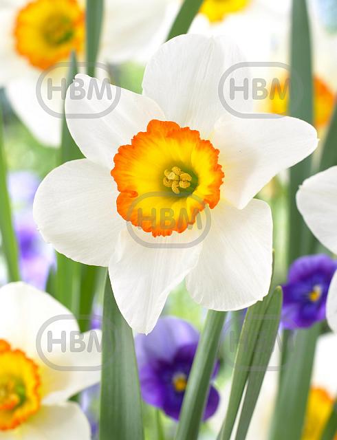 Large-Cupped Flower Record