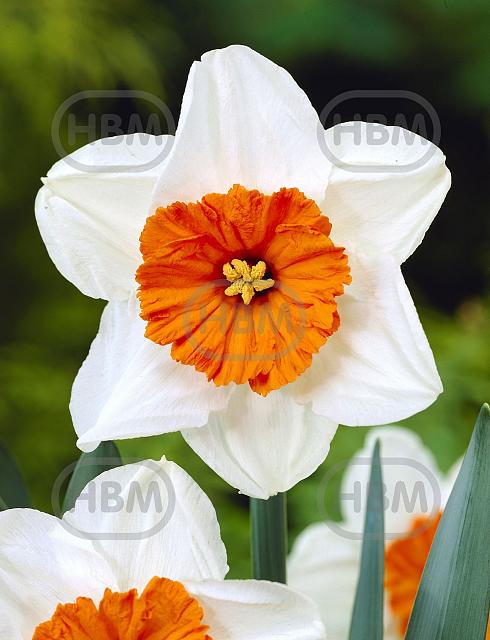 Small-Cupped Barret Browning