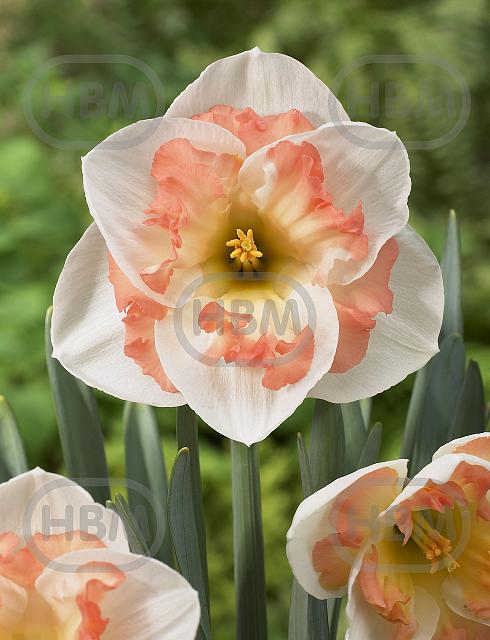 Large-Cupped Pink Wonder