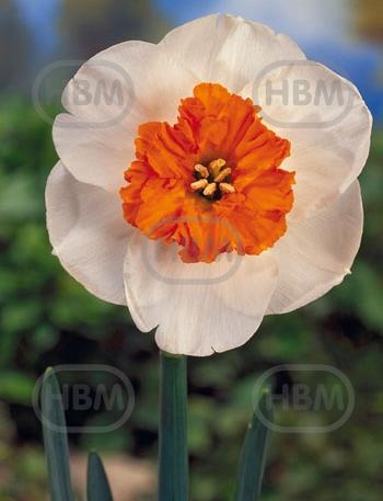 Small-Cupped Bella Vista