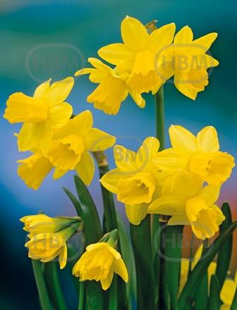 Cyclamineus Tete A Tete