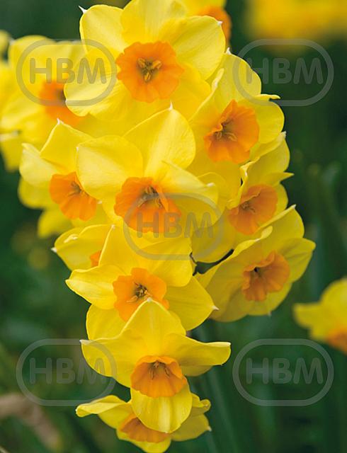 Tazetta Golden Dawn