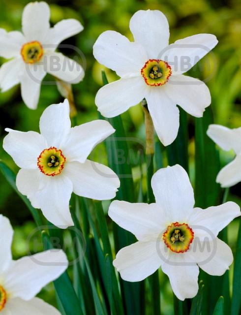 Specie Poeticus Recurvus