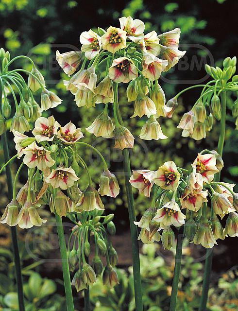Siculum