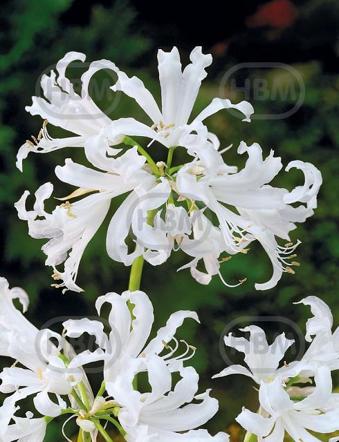 Bowdenii Alba