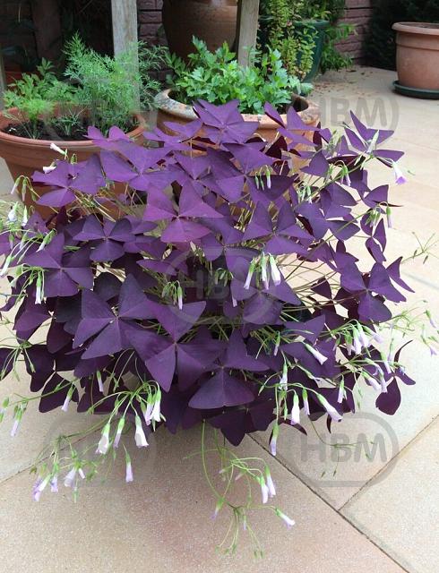 Triangularis