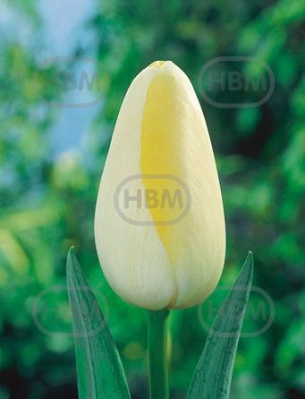 Triumph Le Crin Blanc