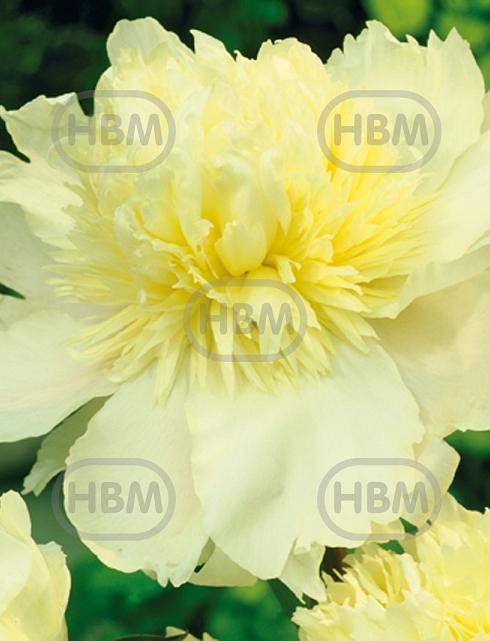 Lactiflora Prima Vera