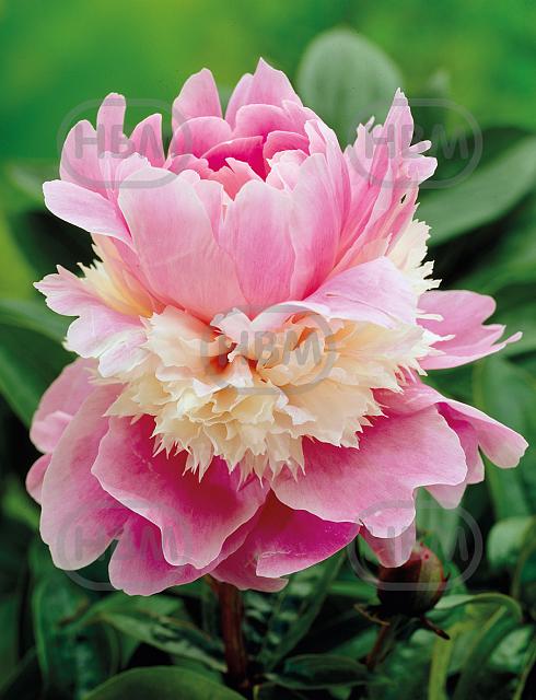 Lactiflora Sorbet