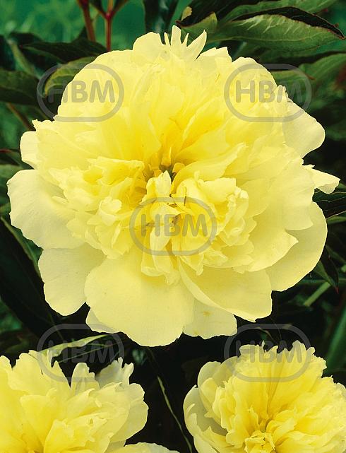 Lactiflora Yellow