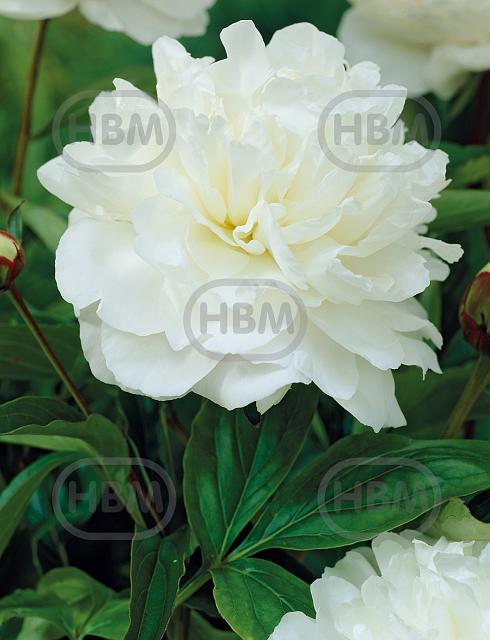 Lactiflora Festiva Maxima