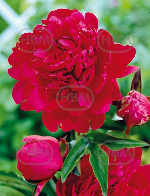 Lactiflora Paul M Wild