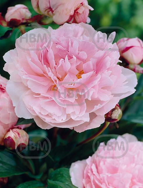 Lactiflora Taff