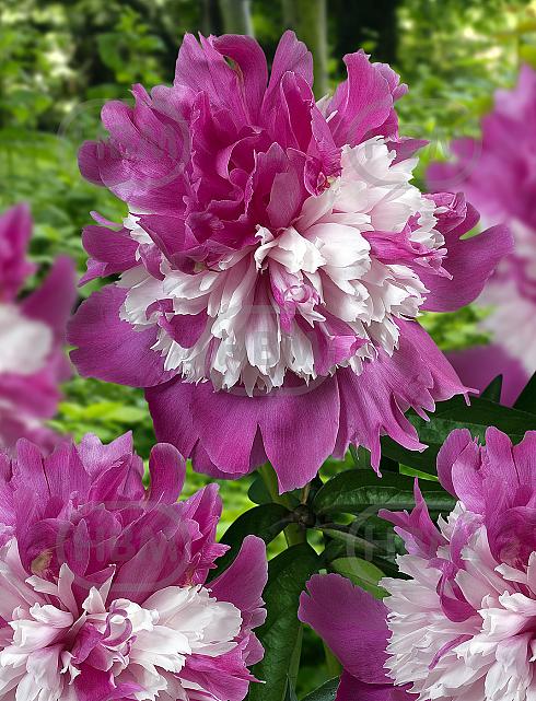 Lactiflora Celebrity